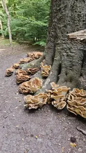 Leentje 03 Reuzezwammen